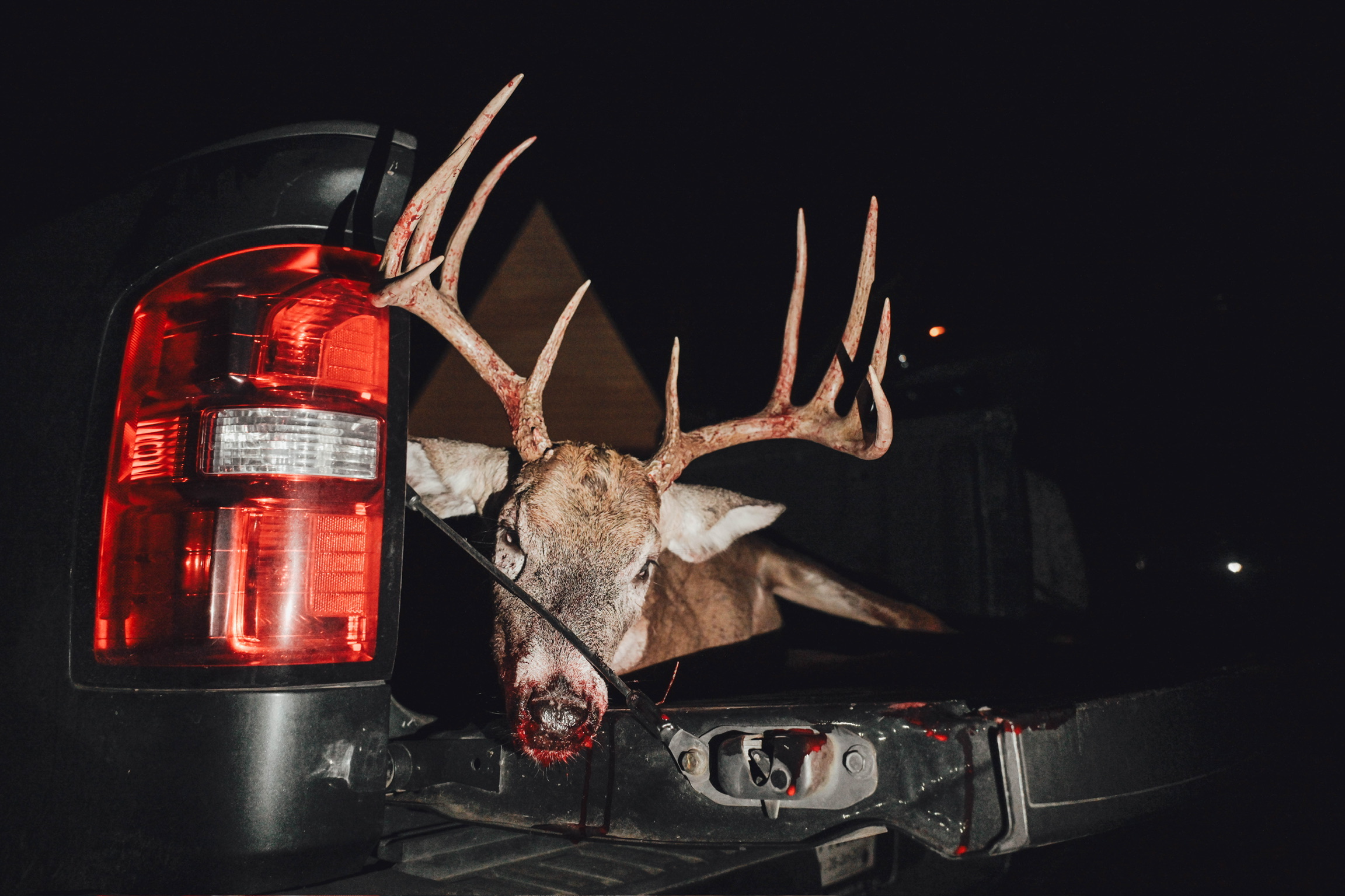Whitetail buck