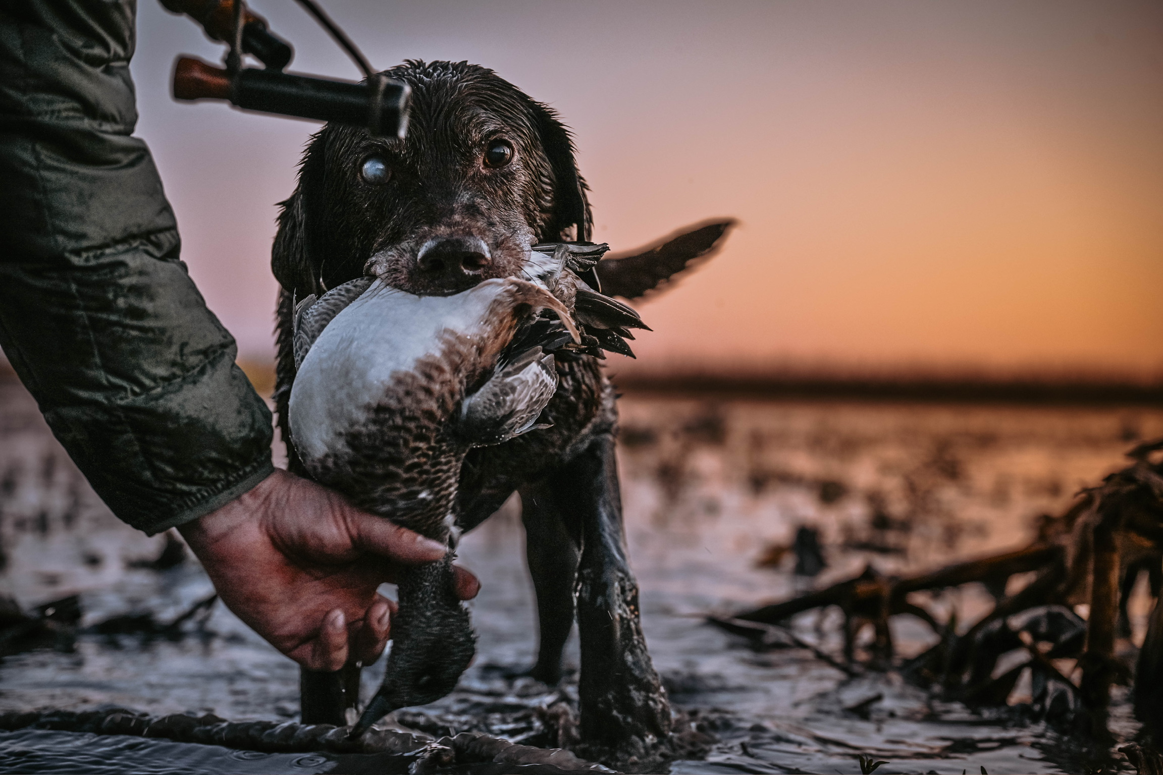 Ducks at the marsh at sunset
